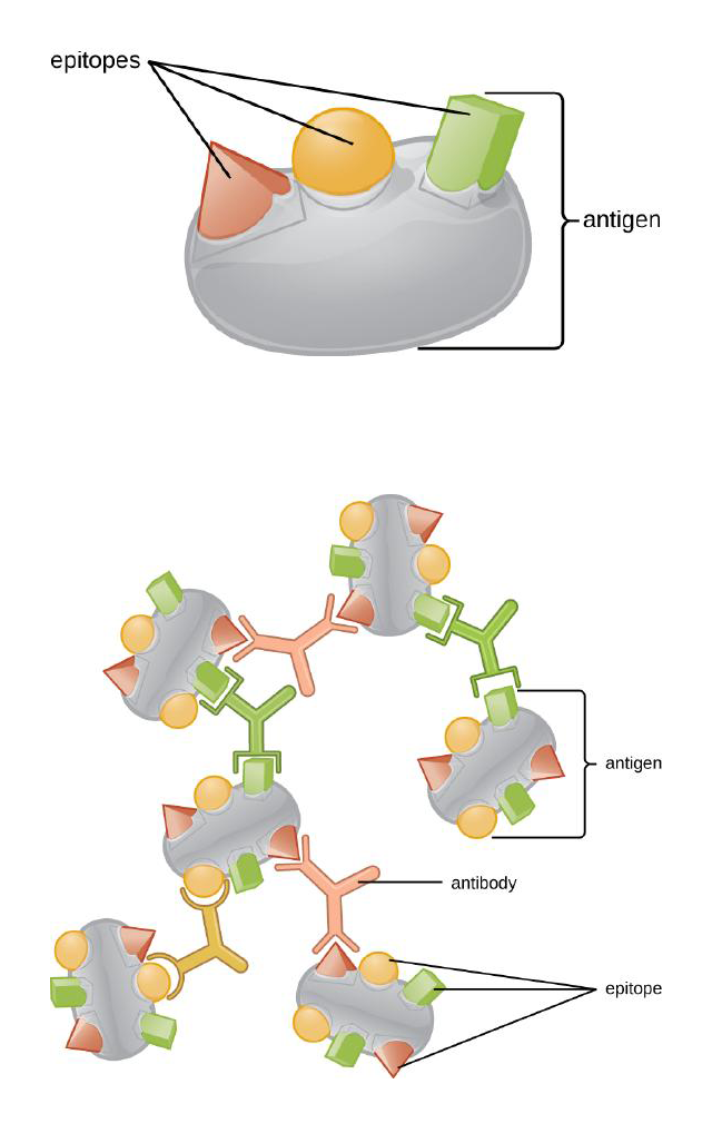 Diagram defining an epitope and antigen, and showing how antibodies cross-link antigens.