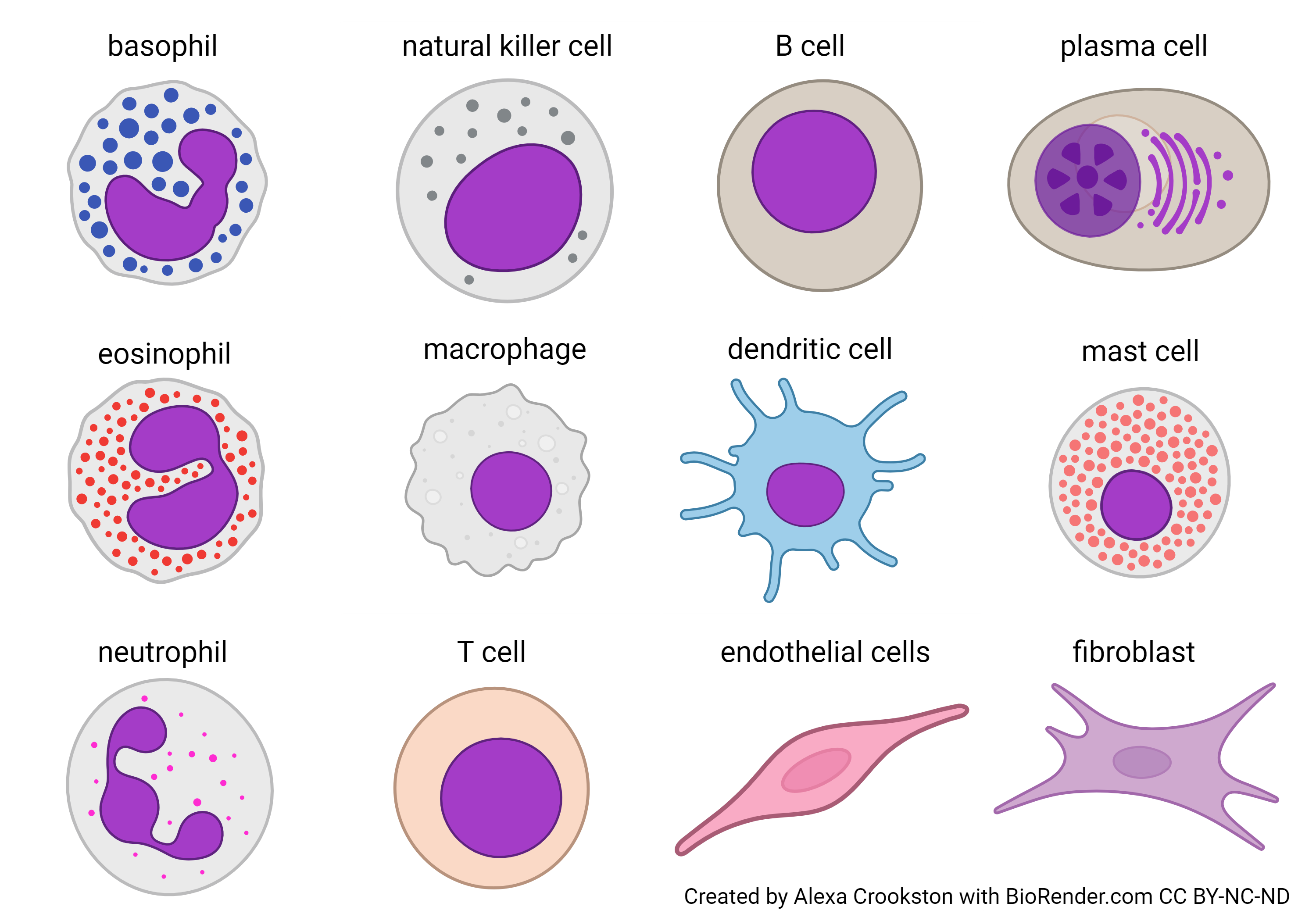 Diagram showing the "players" of the immune system.