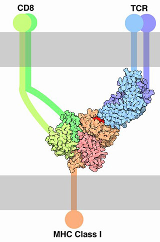 Diagram showing a complex between CD8, the TCR (CD3), antigen, and an MHC class I molecule.