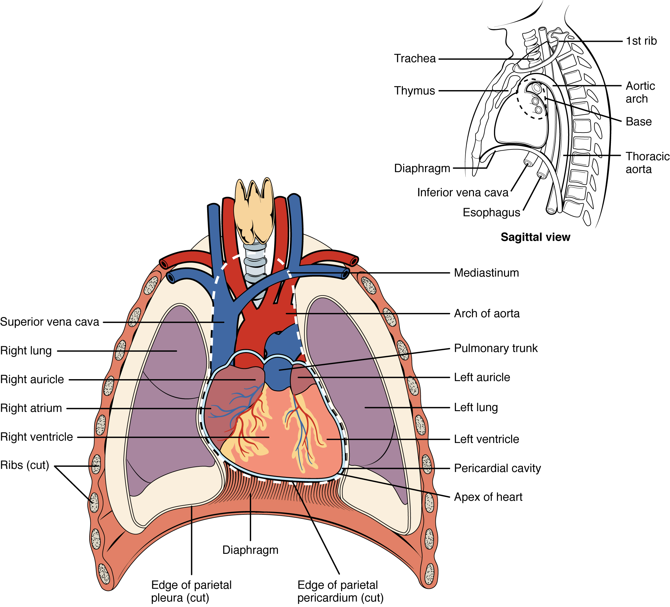 Diagram showing the position of the heart in the thoracic cavity.