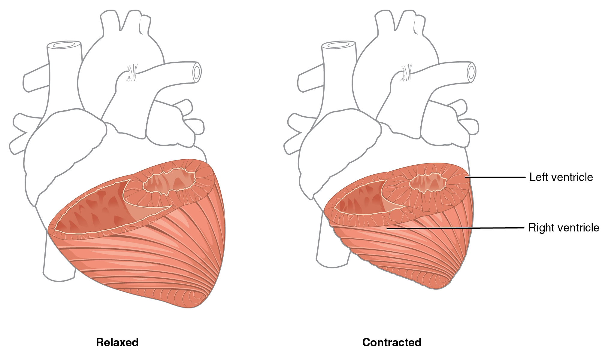 Diagram showing the thickness of the right and left ventricle myocardium both in contracted and relaxed states.