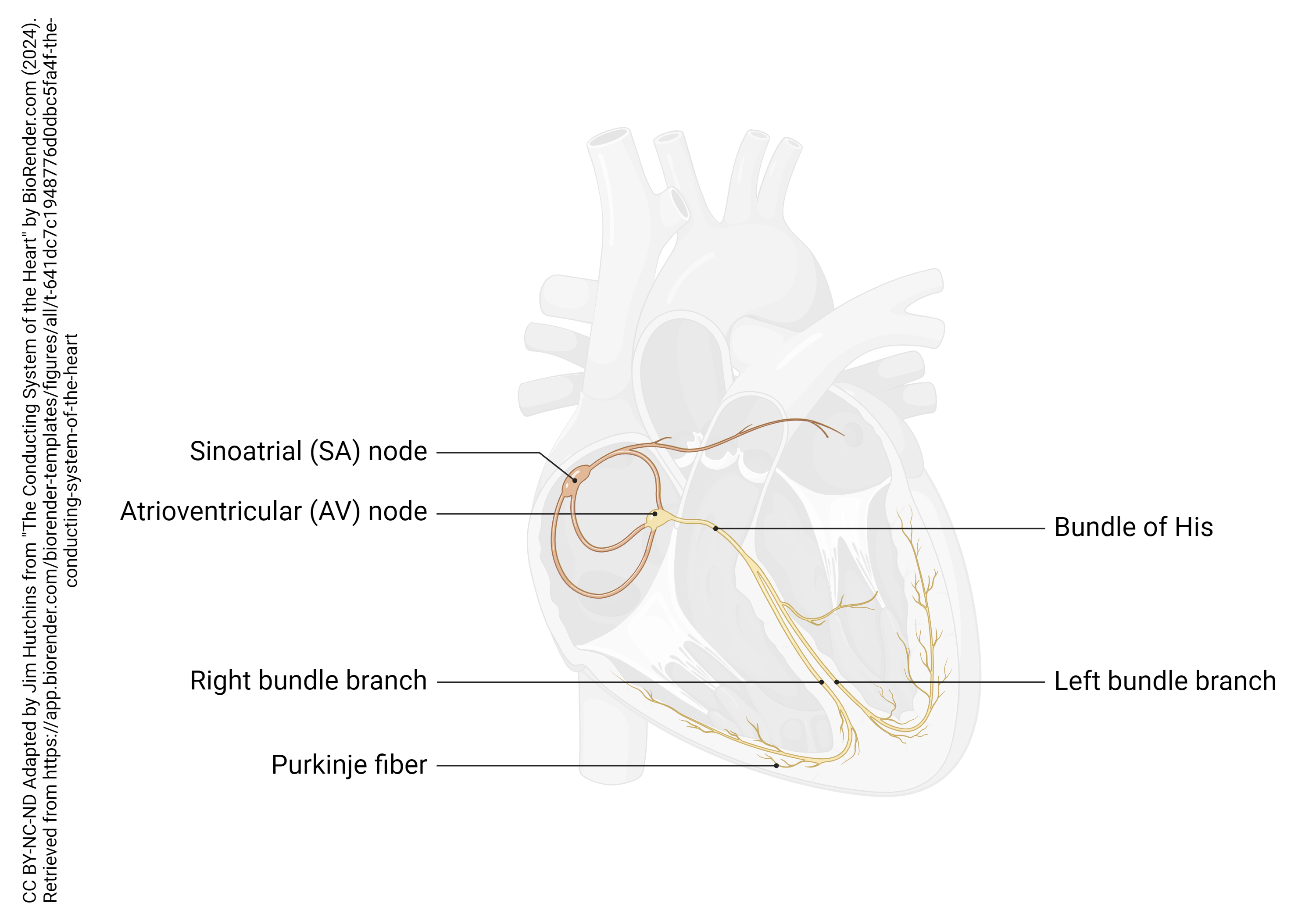 Diagram showing the anatomical structures which carry electrical activity in the heart.