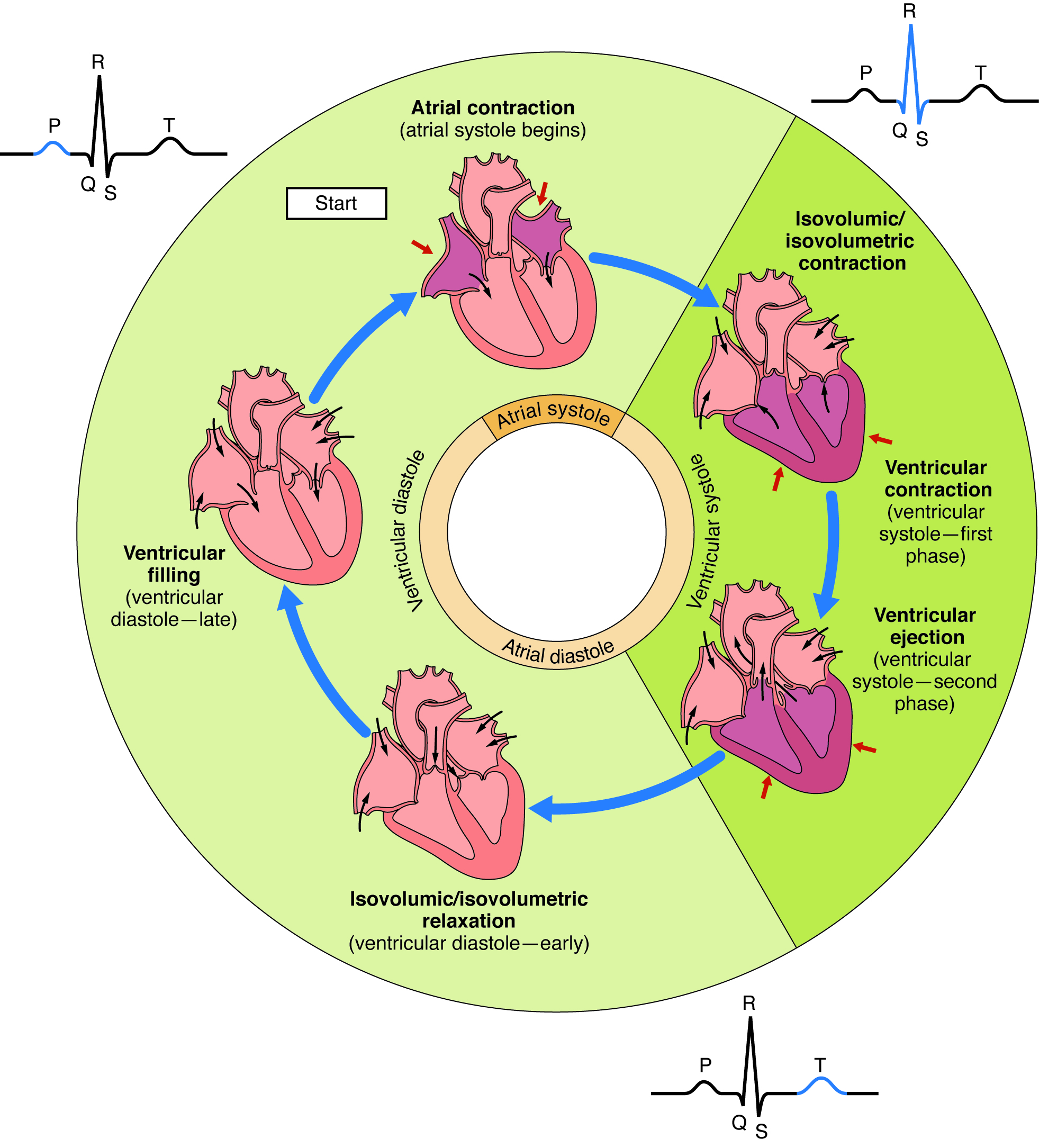 Diagram showing the phases of the cardiac cycle.