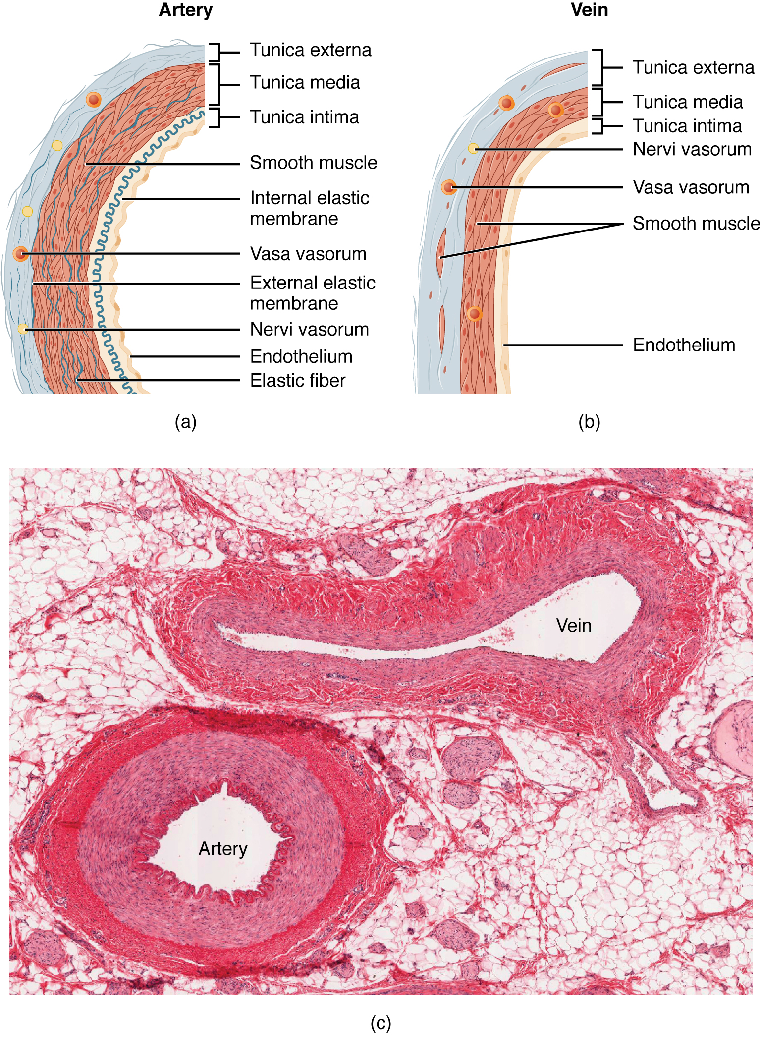 Diagram and photomicrograph comparing arteries and veins.