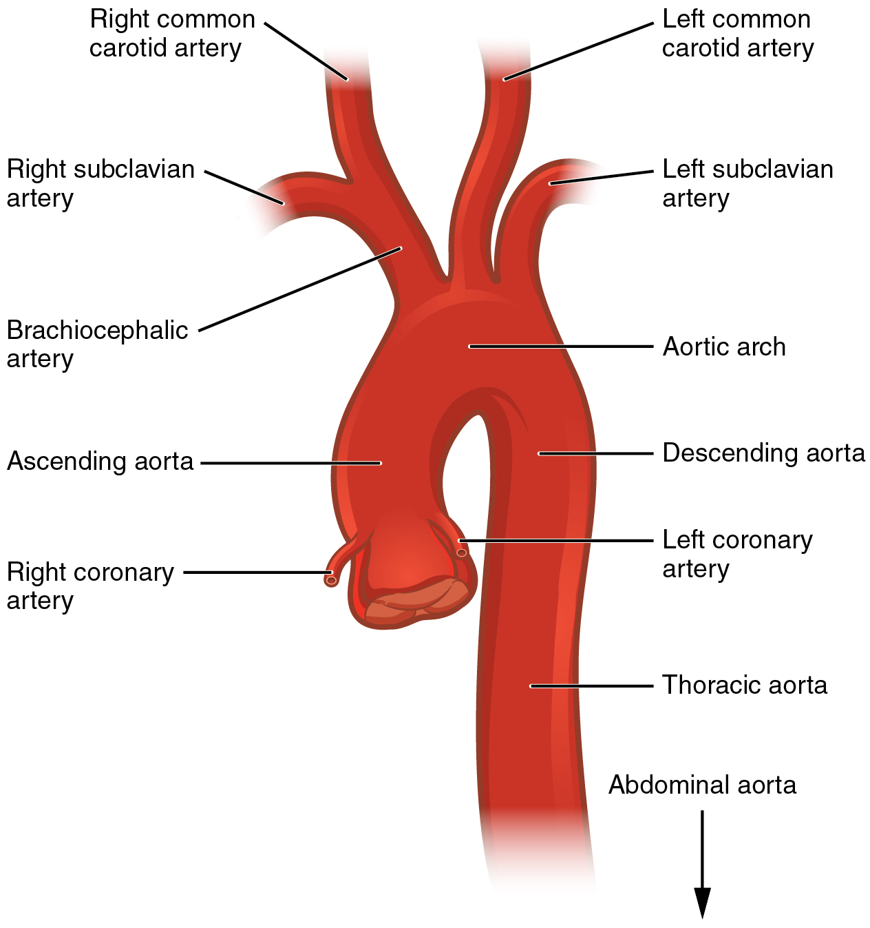 Diagram of the aorta showing its branches.