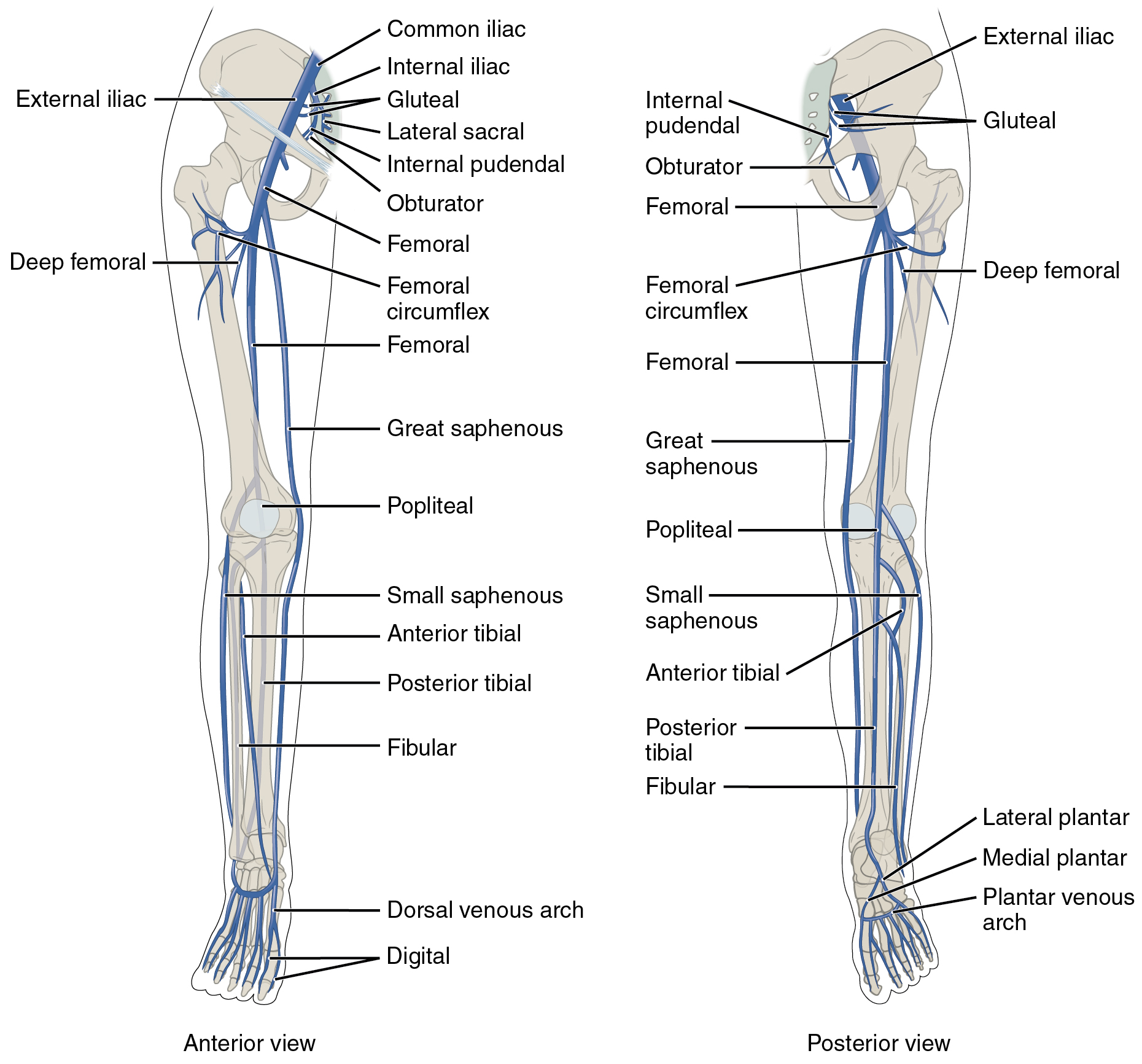 Diagram showing the veins of the lower extremity.