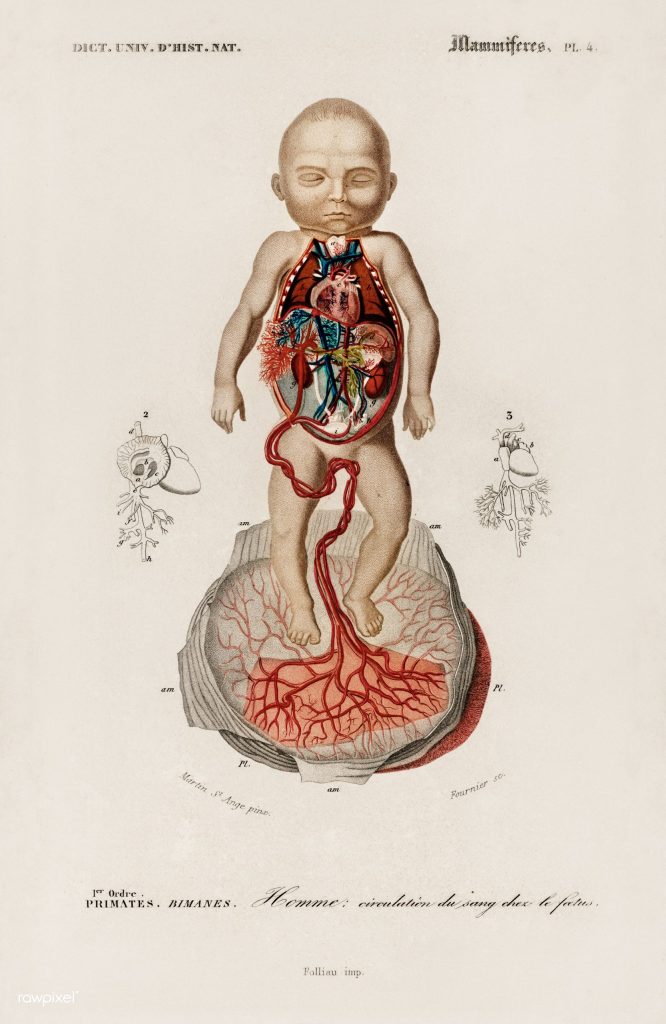 19th century illustration of a human fetus and placenta.