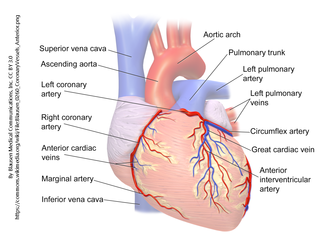 Diagram of the coronary vessels from an anterior view.