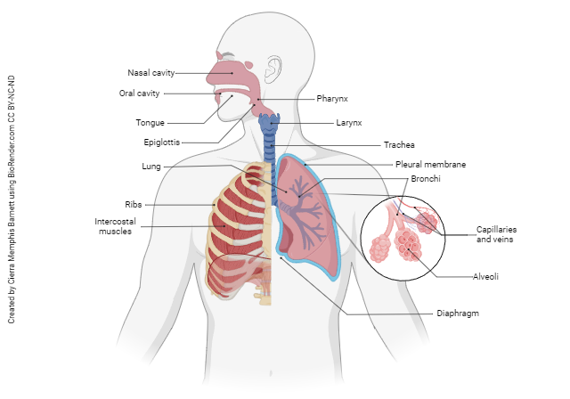 Diagrammatic overview of the respiratory system.