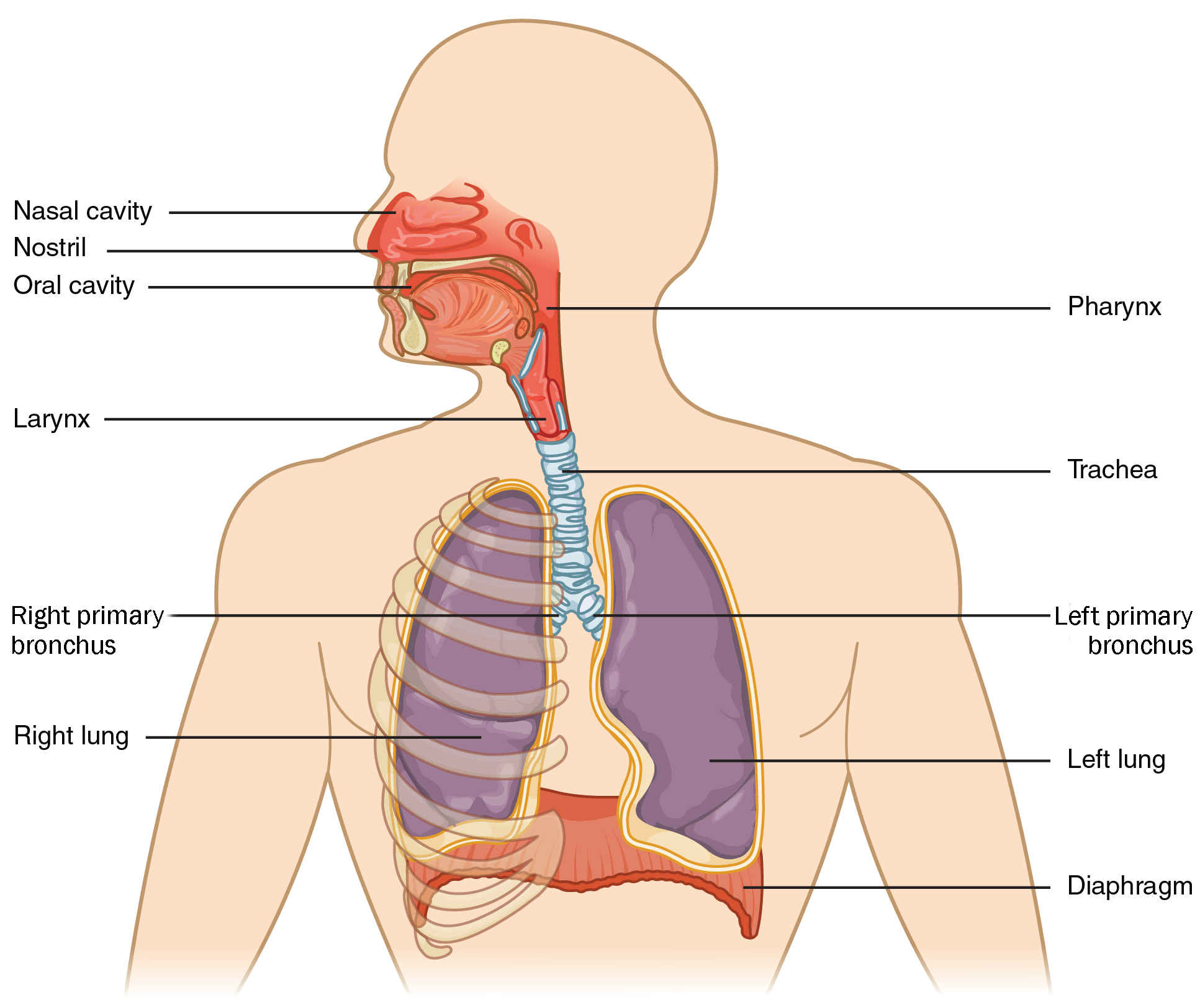 Diagram of the anatomy of the respiratory system.