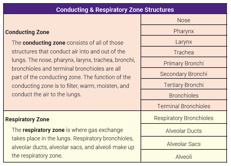 Respiratory System Zones and Tracts – Integrated Human Anatomy and ...