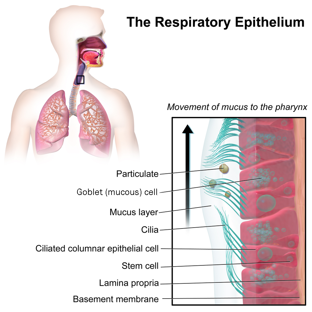 Diagram of the respiratory epithelium and mucociliary escalator.