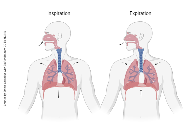 Diagram showing the process of inspiration and expiration.