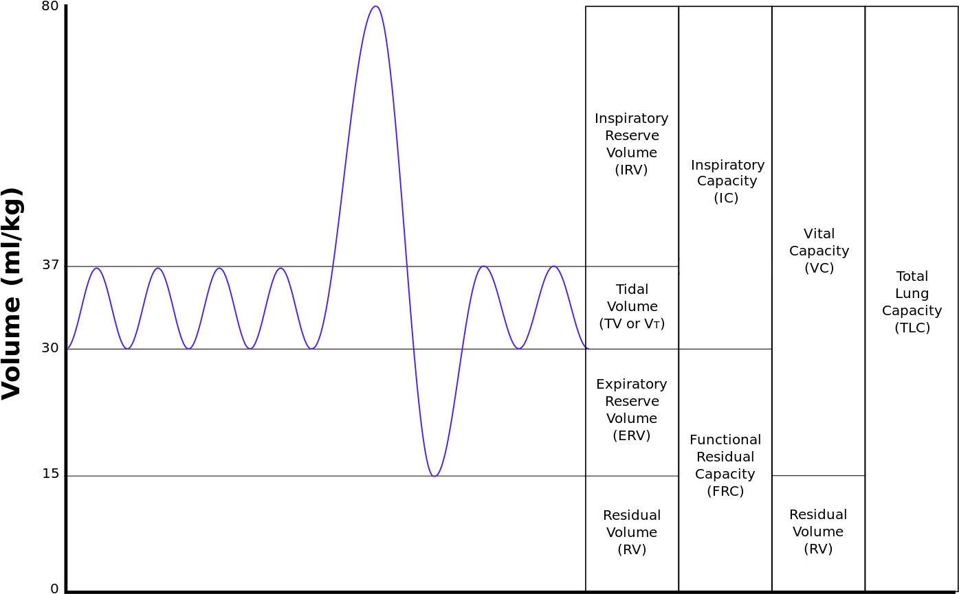 A spirogram showing the volume of the thoracic cavity at various points in inspiration and expiration.