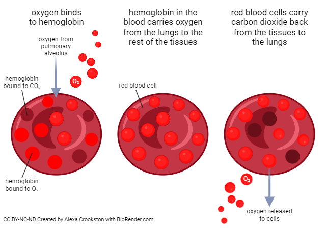 Illustration showing how oxygen and carbon dioxide are bound to hemoglobin in red blood cells.