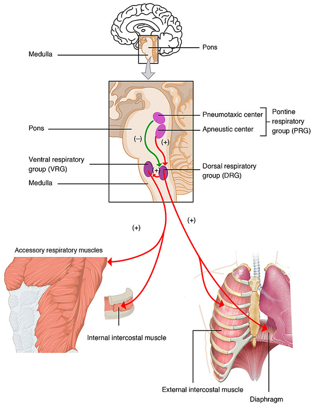 Diagram showing the location of respiratory control centers.