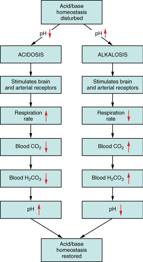 Flowchart showing the response of the respiratory system to acidosis or alkalosis.