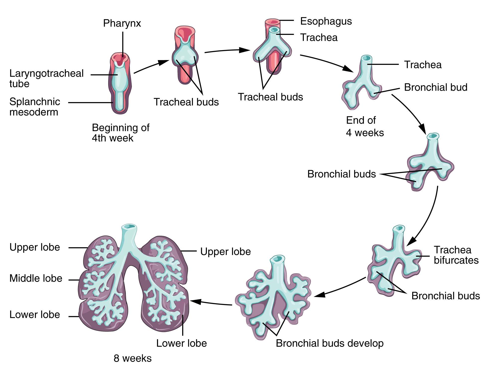 Diagram showing the embryonic development of the lungs.