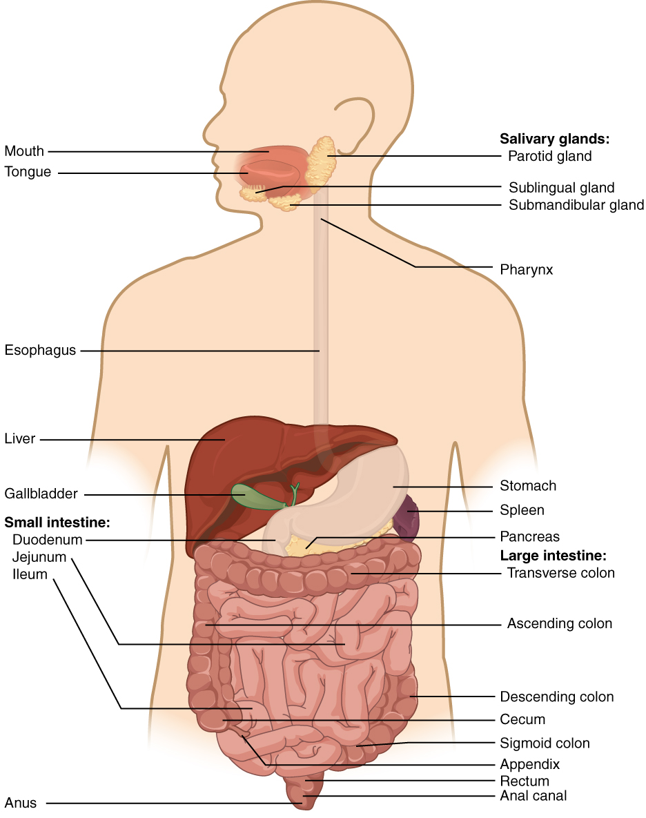 Diagram showing the components of the digestive system.