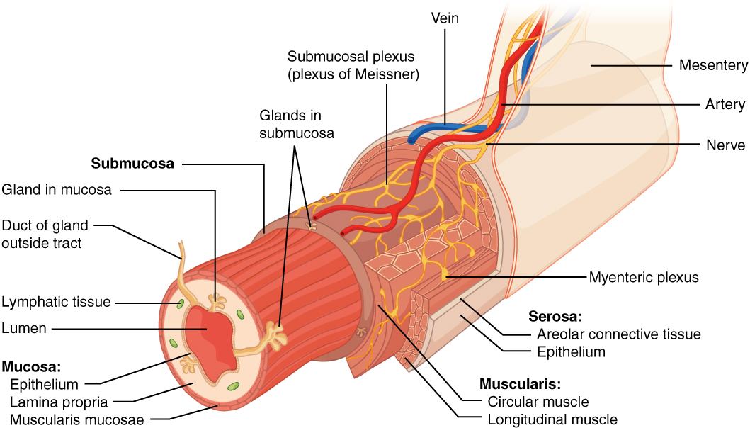 Diagram showing the histological layers of the digestive tract.