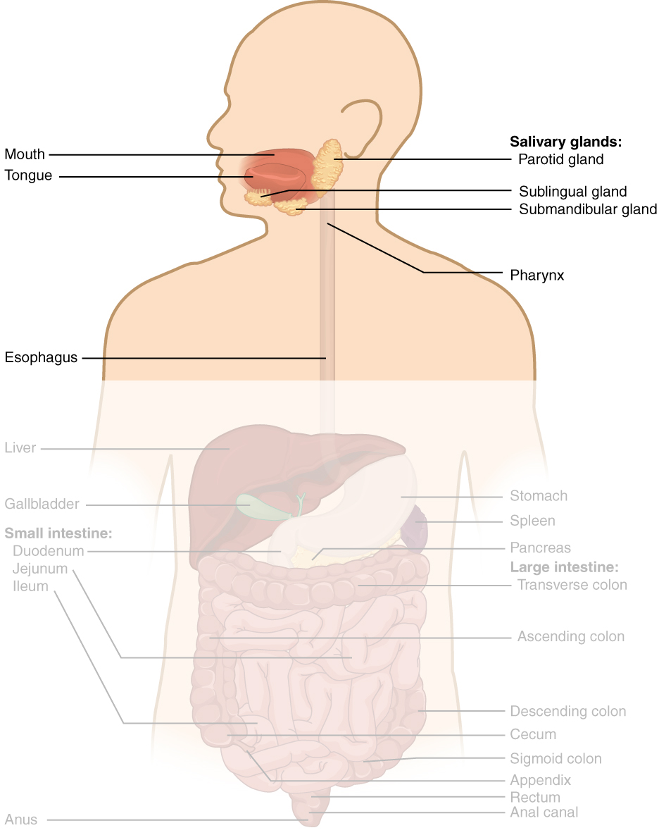 Diagram showing the upper GI tract.