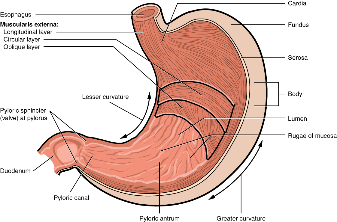 Diagram showing the parts of the stomach.