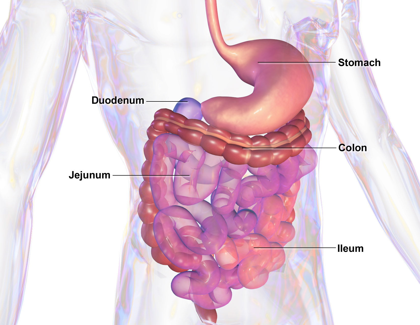 Diagram of the human digestive system.