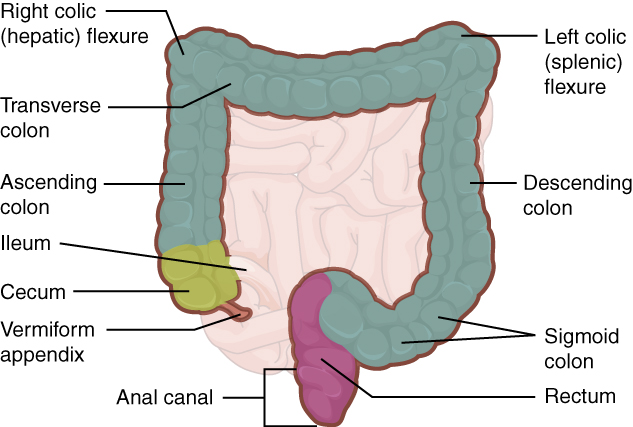 Diagram showing the anatomy of the large intestine.