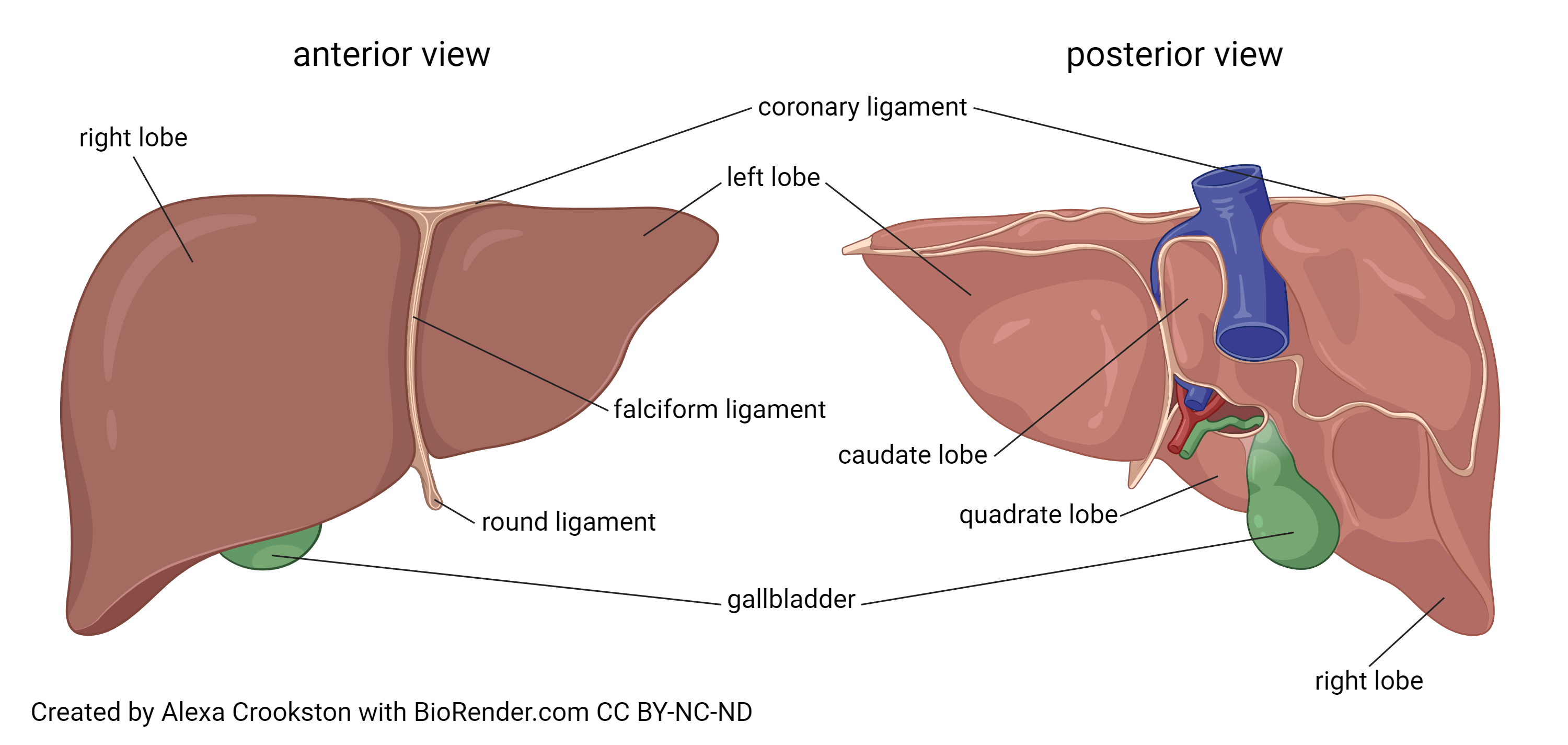 Diagram showing the gross anatomy of the liver.