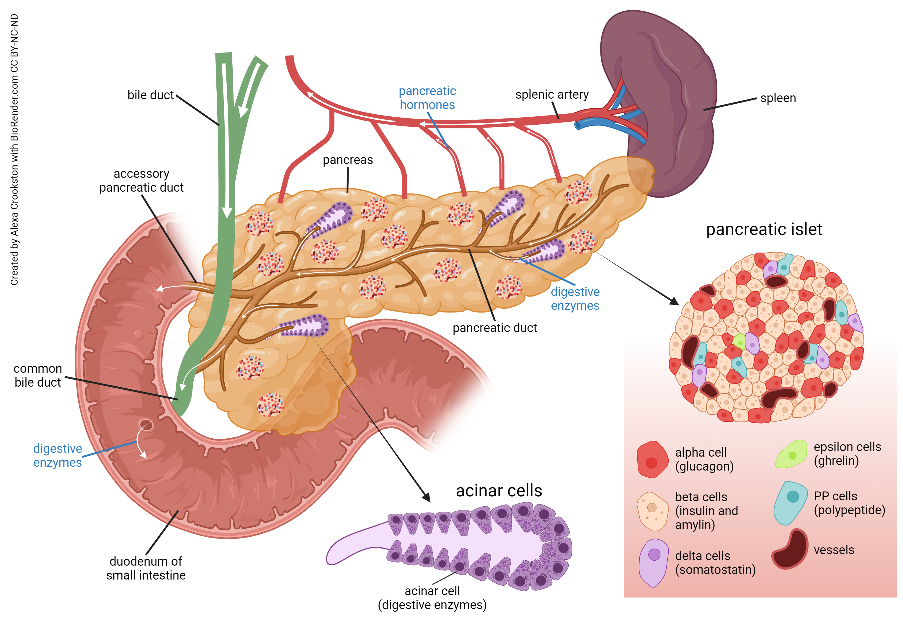 Diagram showing the gross anatomy of the pancreas.