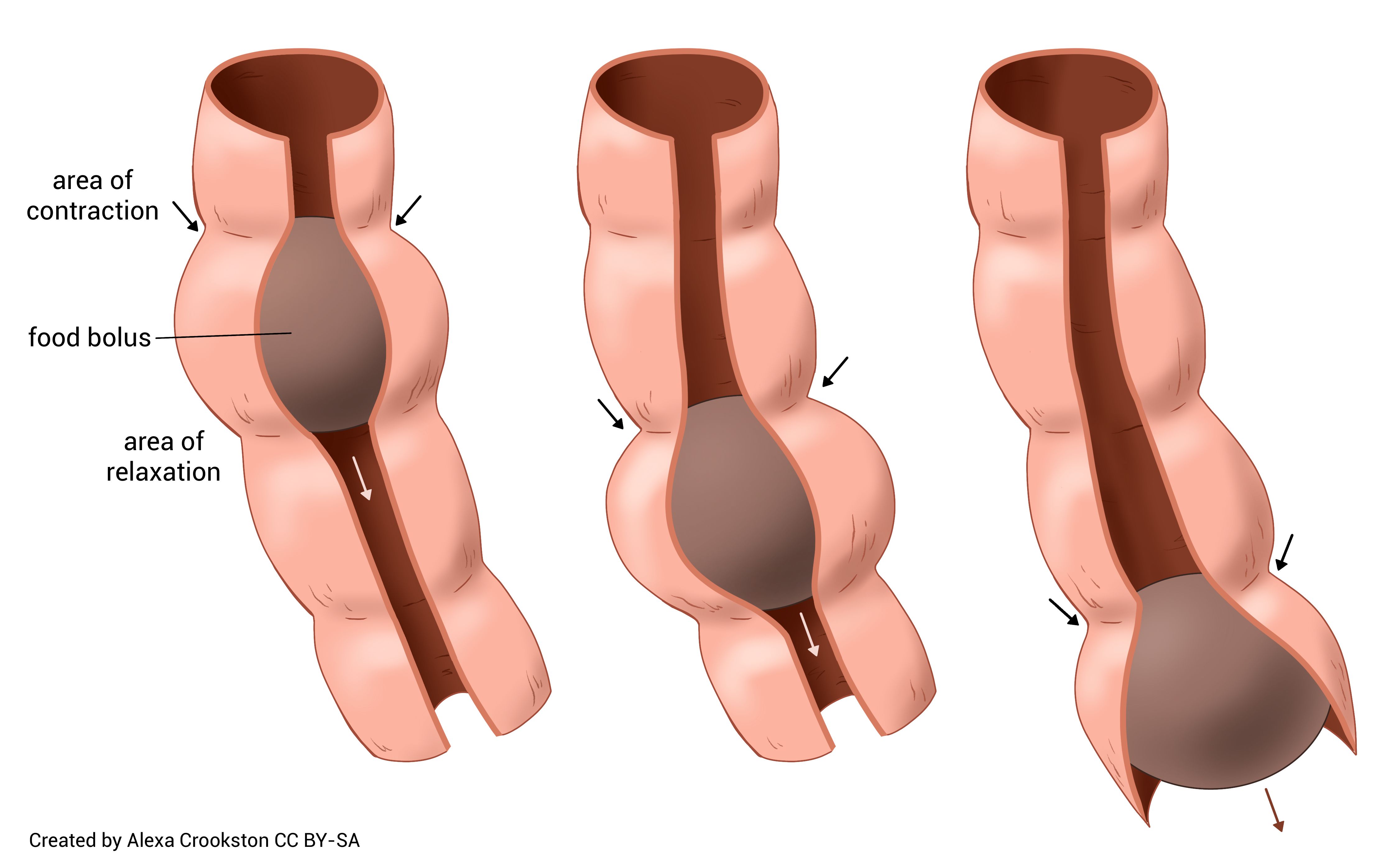 Diagram showing how peristalsis works.