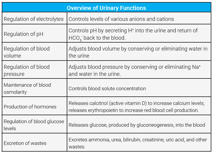 Table listing the functions of the urinary system.