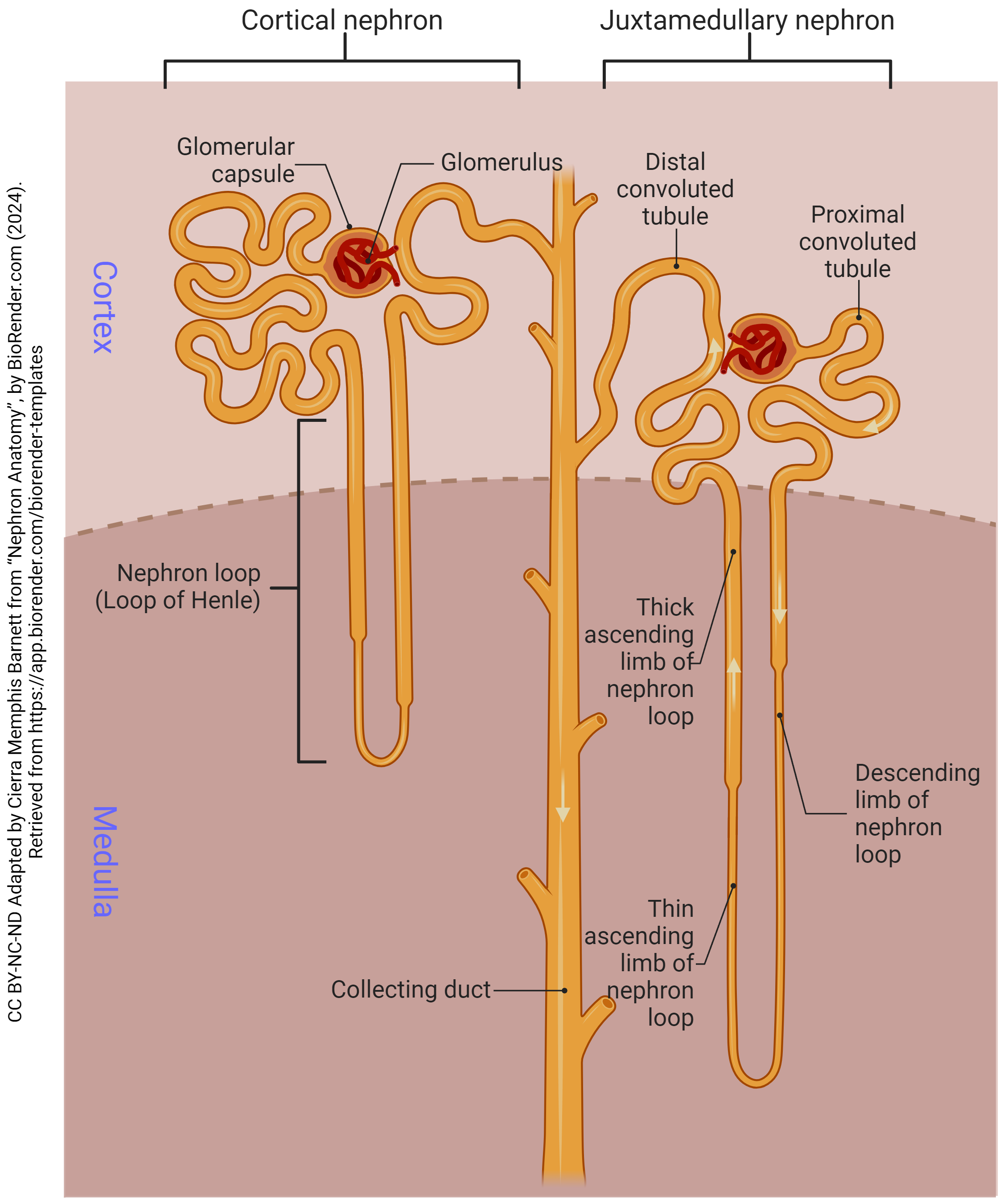 Diagram of the nephron.