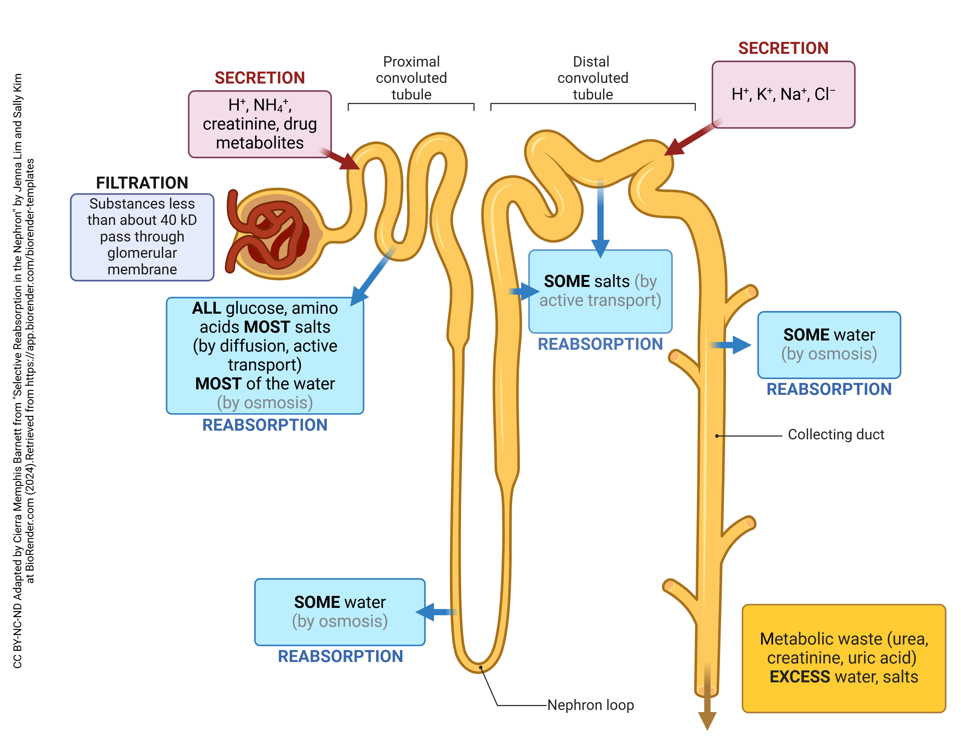 Diagram showing the substances that are filtered, reabsorbed, or secreted by the nephron.