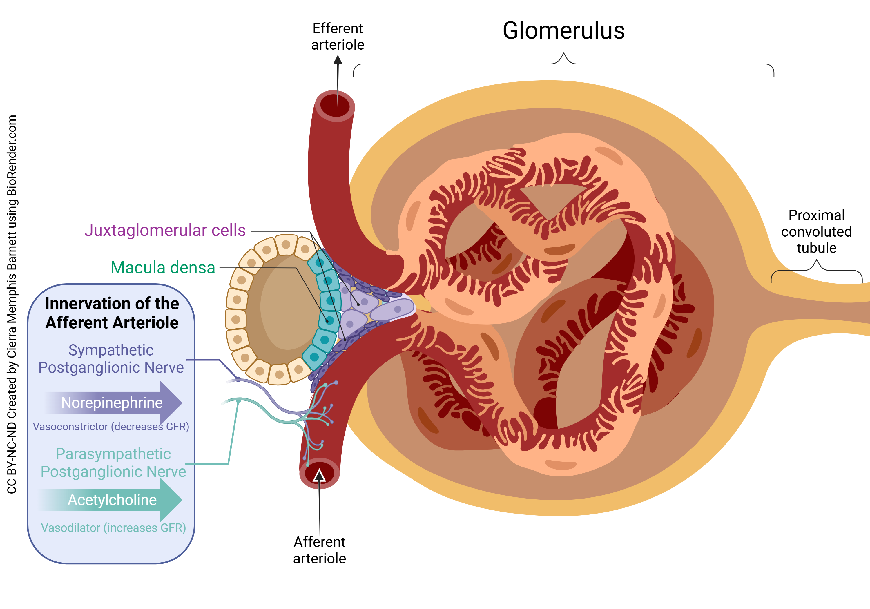 Diagram showing how the nervous system regulates glomerular filtration.