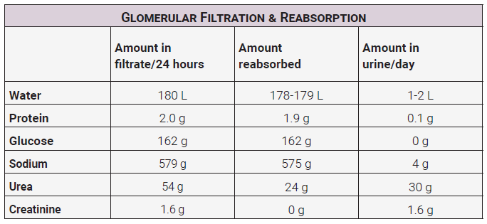 Table listing the substances which are secreted and reabsorbed in the nephron.