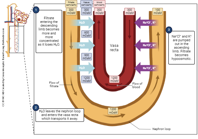 Diagram showing the countercurrent exchange mechanism in the kidney.