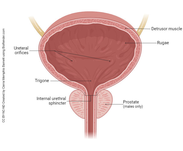 Diagram showing the anatomy of the urinary bladder.