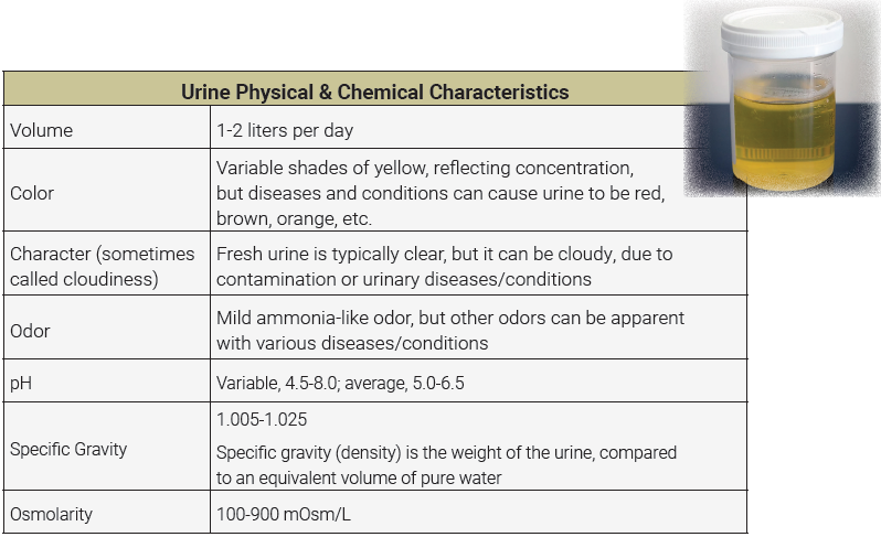 Table listing physical and chemical characteristics of urine, with a photograph of a urine sample.