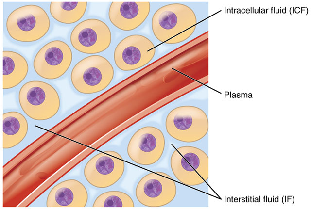 Diagram of intracellular and extracellular fluid compartments.