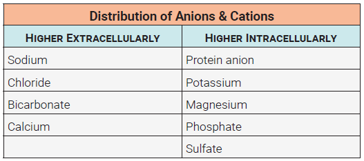 Table listing the ions found inside and outside cells.