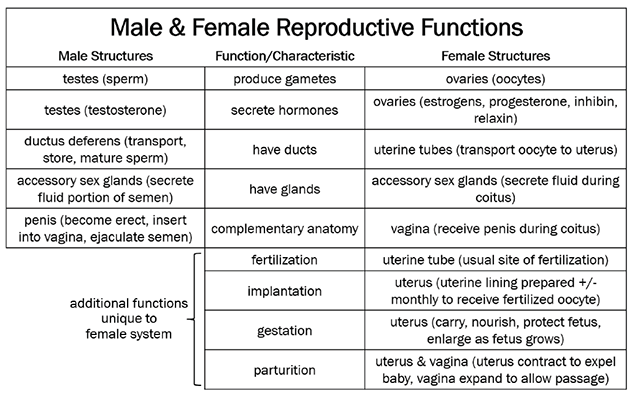 Table isting the features of the male and female reproductive systems.