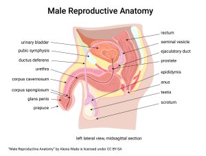 Diagram showing a midsagittal section of the male, with reproductive system anatomy labeled.