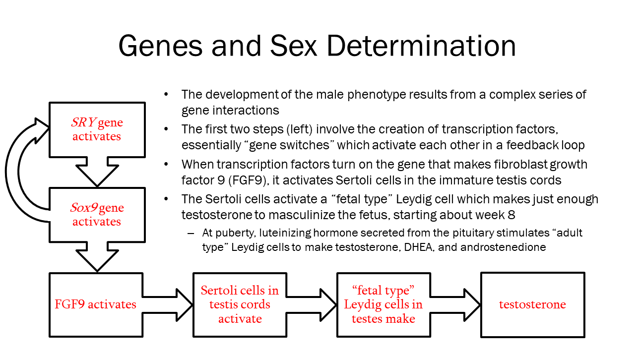 Diagram and text describing the relationship between the SRY gene and biological sex.