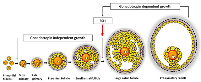 Diagram showing the development of ovarian follicles.