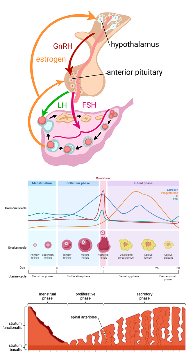 Composite image superimposing the HPG axis, hormonal fluctuations, development of oocytes, and the uterine wall.