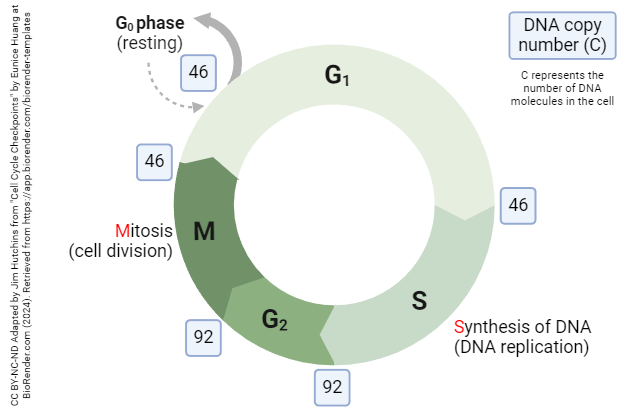 Diagram of the cell cycle in a somatic cell showing DNA copy number (C) at each stage.