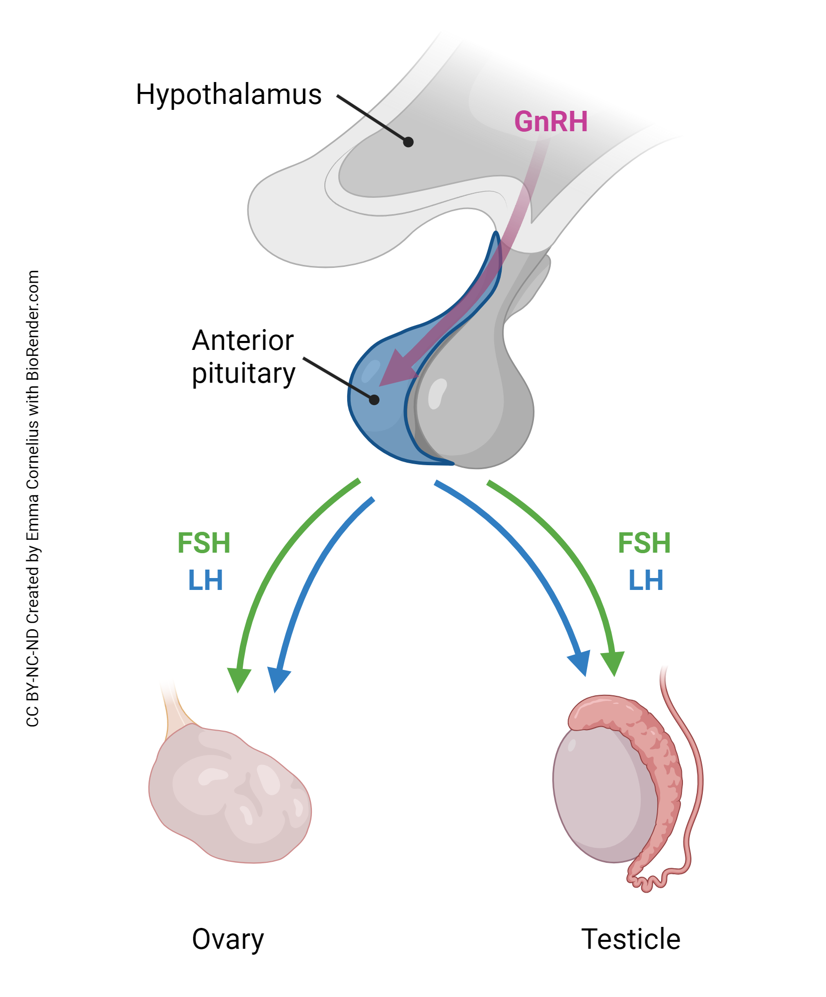 Diagram of the hormonal changes wrought by the pituitary gland at puberty.