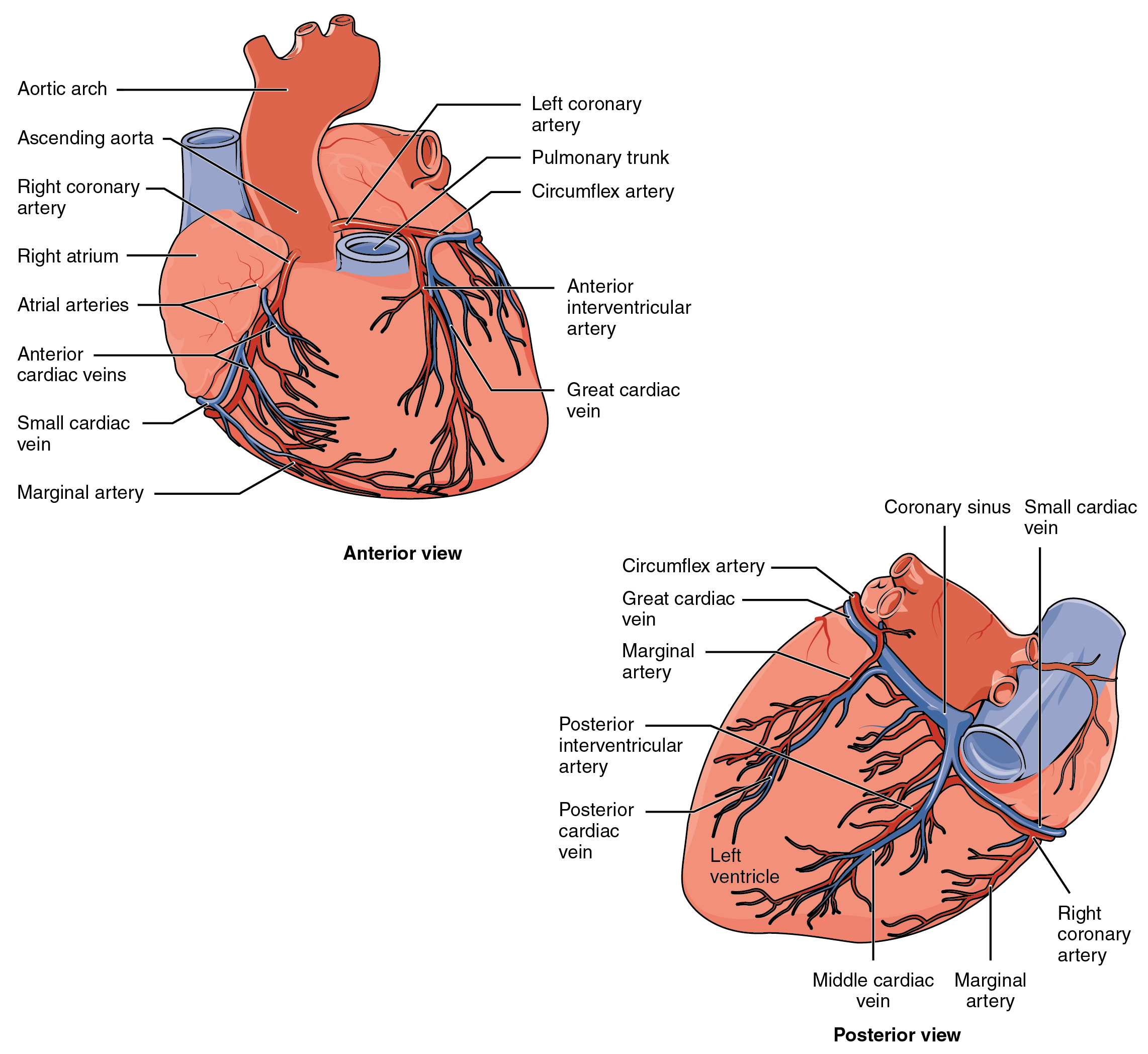 Diagram showing the coronary vessels.