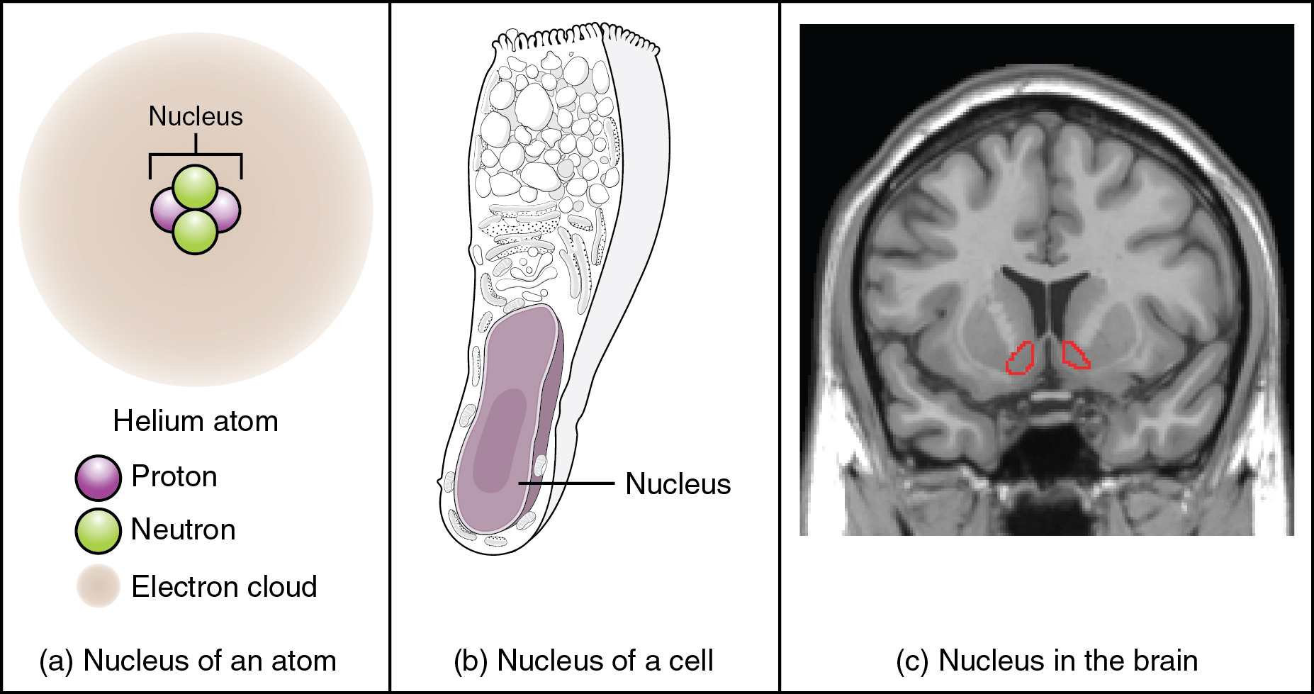 Concept of Nucleus